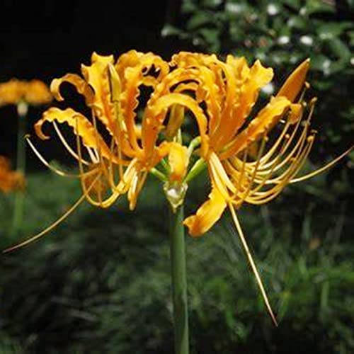 Lycoris-Zwiebeln/Schöne Schnittblumen/Geeignet zum Pflanzen im und außerhalb des Gartens/Lycoris-Pflanzen/Kältebeständige mehrjährige Pflanze/CXXFGFT-2 Zwiebeln-C Lycoris-Zwiebeln/Schöne Schnittblumen/Geeignet zum Pflanzen im und außerhalb des Gartens/Lycoris-Pflanzen/Kältebeständige mehrjährige Pflanze/CXXFGFT-2 Zwiebeln-C von CXXFGFT
