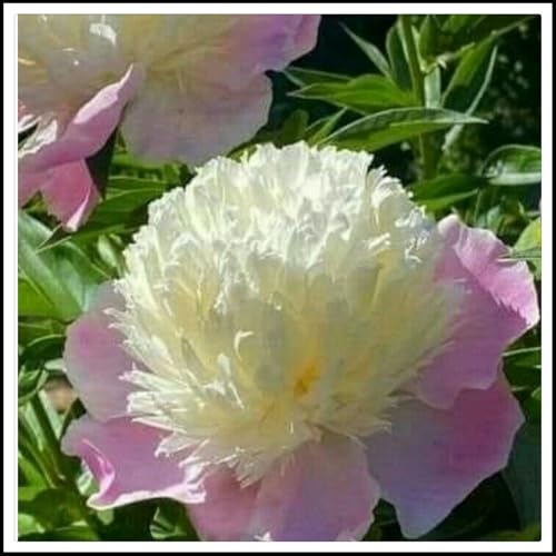 Pfingstrose Rhizome/Trockenheitsresistent und kälteresistent/pflegeleicht/-10 Rhizome-D Pfingstrose Rhizome/Trockenheitsresistent und kälteresistent/pflegeleicht/-10 Rhizome-D von CXXFGFT