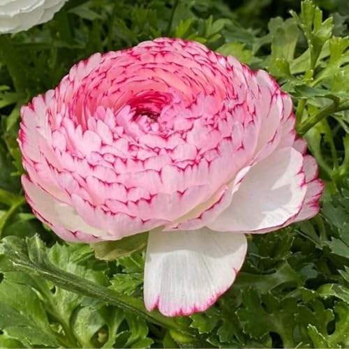 Ranunkeln Rhizome/Trockenheitsresistent und kälteresistent/pflegeleicht/-25 Rhizome-E von CXXFGFT