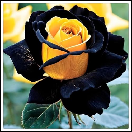 Rosenzwiebeln - Rosenwurzeln-Rosenkletterpflanzen- Hochzeitsblumen - Winterharte Stauden /【CXXFGFT】-4 Rhizome-G von CXXFGFT