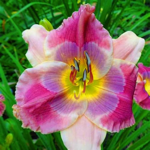 Taglilien Rhizome/pflegeleicht//Trockenheitsresistent und kälteresistent/【CXXFGFT】-10 Rhizome-B Taglilien Rhizome/pflegeleicht//Trockenheitsresistent und kälteresistent/【CXXFGFT】-10 Rhizome-B von CXXFGFT