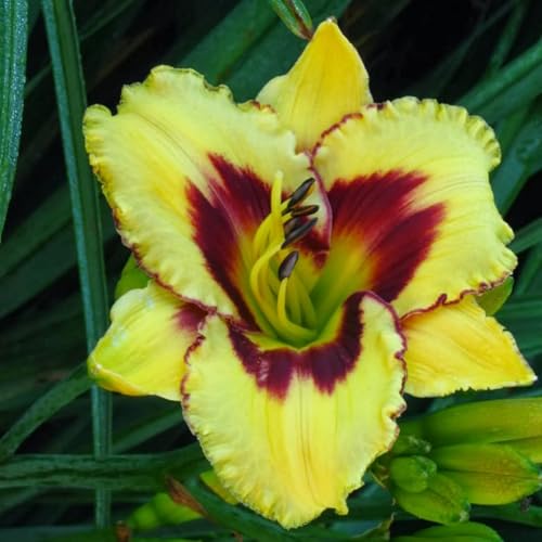 Taglilien Rhizome/pflegeleicht//Trockenheitsresistent und kälteresistent/【CXXFGFT】-10 Rhizome-C Taglilien Rhizome/pflegeleicht//Trockenheitsresistent und kälteresistent/【CXXFGFT】-10 Rhizome-C von CXXFGFT