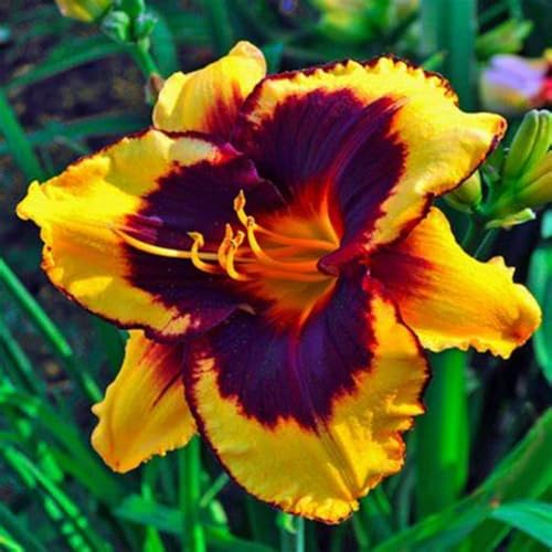 Taglilien Rhizome/pflegeleicht//Trockenheitsresistent und kälteresistent/【CXXFGFT】-15 Rhizome-D Taglilien Rhizome/pflegeleicht//Trockenheitsresistent und kälteresistent/【CXXFGFT】-15 Rhizome-D von CXXFGFT