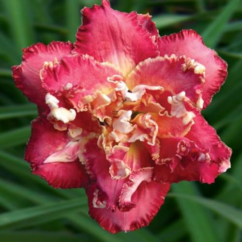Taglilien Rhizome/pflegeleicht//Trockenheitsresistent und kälteresistent/【CXXFGFT】-5 Rhizome-E Taglilien Rhizome/pflegeleicht//Trockenheitsresistent und kälteresistent/【CXXFGFT】-5 Rhizome-E von CXXFGFT