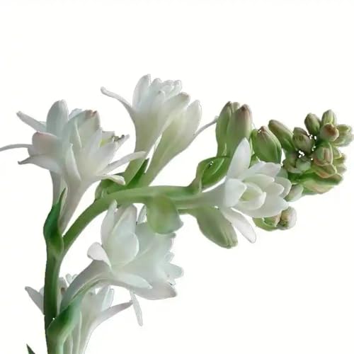 Tuberose Rhizome/pflegeleicht/Trockenheitsresistent und kälteresistent////-【CXXFGFT】-10 Rhizome-B Tuberose Rhizome/pflegeleicht/Trockenheitsresistent und kälteresistent////-【CXXFGFT】-10 Rhizome-B von CXXFGFT