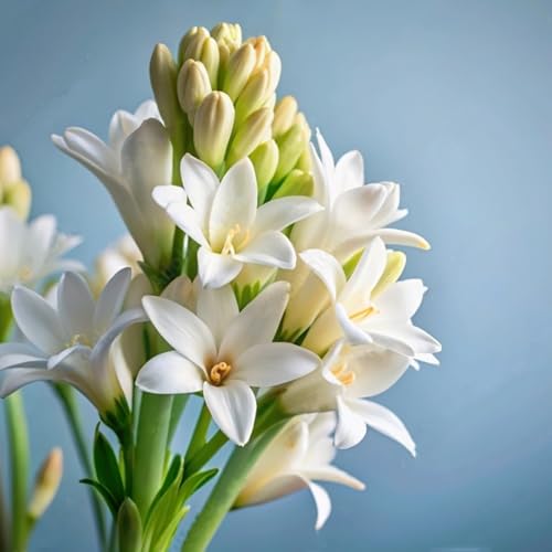 Tuberose Rhizome/pflegeleicht/Trockenheitsresistent und kälteresistent////-【CXXFGFT】-15 Rhizome-C Tuberose Rhizome/pflegeleicht/Trockenheitsresistent und kälteresistent////-【CXXFGFT】-15 Rhizome-C von CXXFGFT