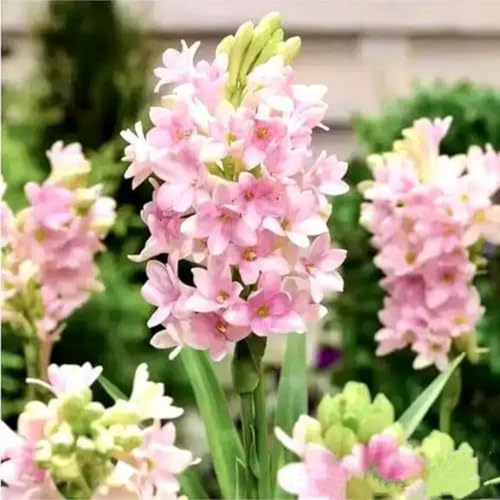 Tuberose Rhizome/pflegeleicht/Trockenheitsresistent und kälteresistent/【CXXFGFT】-25 Rhizome-A von CXXFGFT