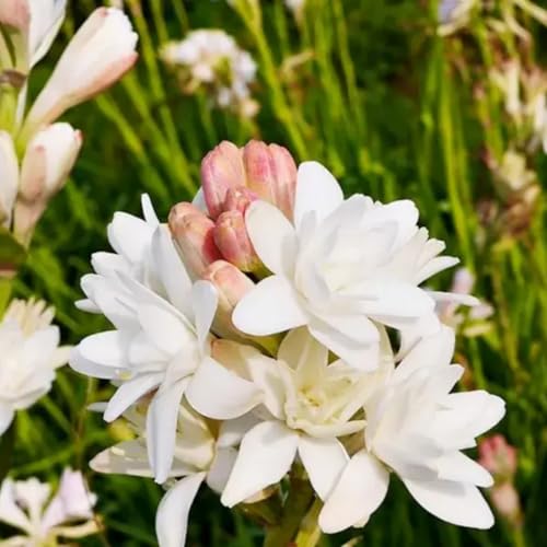 Tuberose Rhizome/pflegeleicht/Trockenheitsresistent und kälteresistent/【CXXFGFT】-5 Rhizome-E Tuberose Rhizome/pflegeleicht/Trockenheitsresistent und kälteresistent/【CXXFGFT】-5 Rhizome-E von CXXFGFT