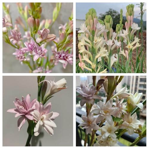 Tuberose-Zwiebeln, mehrere Köpfe, doppelte Blütenblätter, im Topf, starker Duft, kältebeständig, mehrjährig-4zwiebeln-E von CXXFGFT