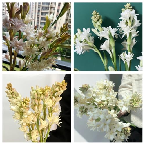 Tuberose-Zwiebeln, mehrere Köpfe, doppelte Blütenblätter, im Topf, starker Duft, kältebeständig, mehrjährig-4zwiebeln-H Tuberose-Zwiebeln, mehrere Köpfe, doppelte Blütenblätter, im Topf, starker Duft, kältebeständig, mehrjährig-4zwiebeln-H von CXXFGFT