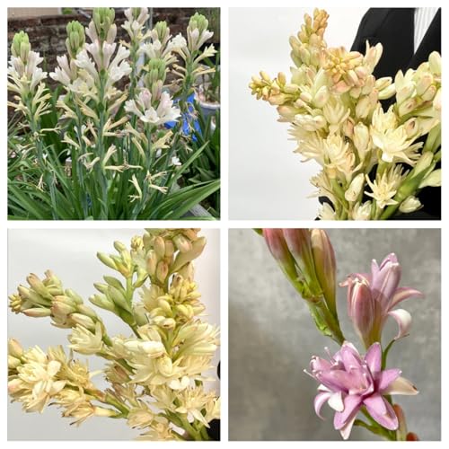 Tuberose-Zwiebeln, mehrere Köpfe, doppelte Blütenblätter, im Topf, starker Duft, kältebeständig, mehrjährig-6zwiebeln-J von CXXFGFT