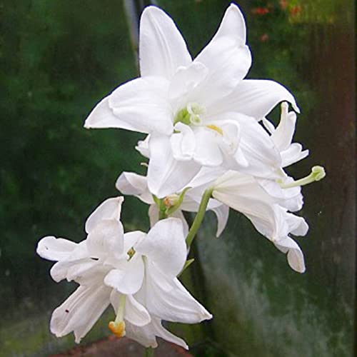 Tuberosezwiebeln/Geeignet zum Pflanzen im und um den Garten/Tuberosepflanzen/Kältebeständige Staude/Schöne Schnittblumen/(CXXFGFT)-10 zwiebeln-B von CXXFGFT