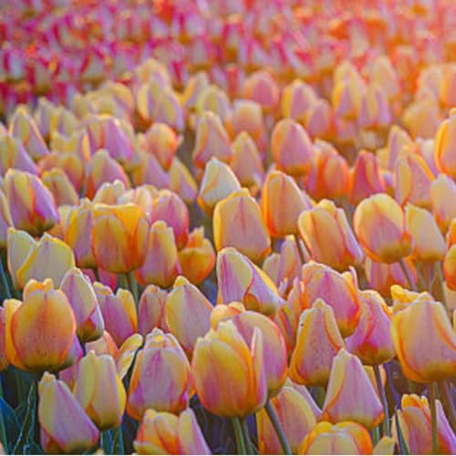 Tulpen Rhizome/pflegeleicht/Trockenheitsresistent und kälteresistent/【CXXFGFT】-15 Rhizome-A Tulpen Rhizome/pflegeleicht/Trockenheitsresistent und kälteresistent/【CXXFGFT】-15 Rhizome-A von CXXFGFT