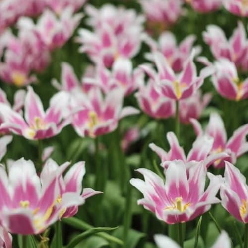 Tulpen Rhizome/pflegeleicht/Trockenheitsresistent und kälteresistent/【CXXFGFT】-15 Rhizome-E Tulpen Rhizome/pflegeleicht/Trockenheitsresistent und kälteresistent/【CXXFGFT】-15 Rhizome-E von CXXFGFT