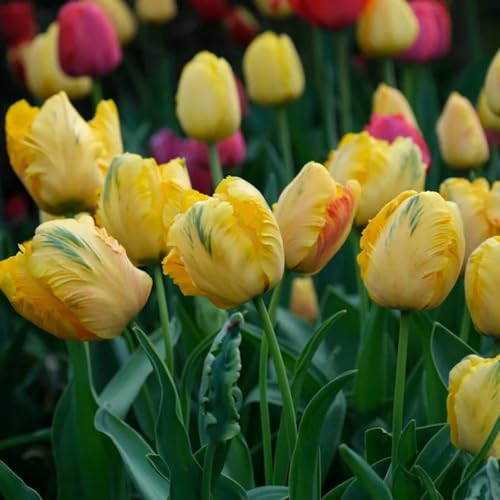 Tulpen Rhizome/pflegeleicht/Trockenheitsresistent und kälteresistent/【CXXFGFT】-5 Rhizome-D Tulpen Rhizome/pflegeleicht/Trockenheitsresistent und kälteresistent/【CXXFGFT】-5 Rhizome-D von CXXFGFT
