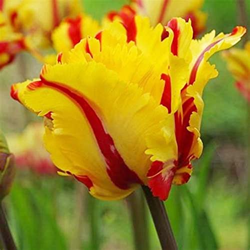 Tulpen Rhizome/pflegeleicht/Trockenheitsresistent und kälteresistent////-【CXXFGFT】-8 Rhizome-D Tulpen Rhizome/pflegeleicht/Trockenheitsresistent und kälteresistent////-【CXXFGFT】-8 Rhizome-D von CXXFGFT