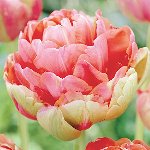 Tulpenwurzel/Einzigartige Schönheit/Mehrjährig/Pflegeleicht/Kälte- und Trockenheitsresistent/(CXXFGFT)-3 zwiebeln-D von CXXFGFT