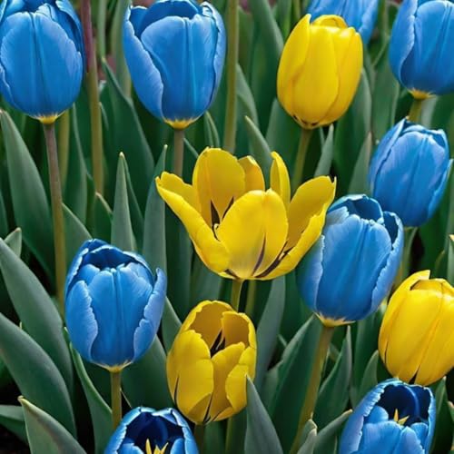 Tulpenwurzel/Mehrjährig/Kälte- und Trockenheitsresistent/Einzigartige Schönheit/Pflegeleicht/(CXXFGFT)-10 zwiebeln-B von CXXFGFT