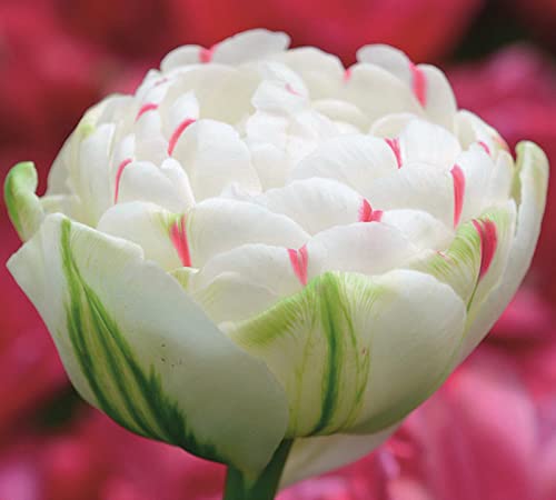 Tulpenzwiebeln/Geeignet zum Pflanzen im Garten oder im Freien/Winterharte Stauden/Tulpenpflanzen/Schöne Schnittblumen/(CXXFGFT)-8 zwiebeln-C von CXXFGFT