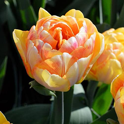 Tulpenzwiebeln/Winterharte Stauden/Tulpenpflanzen/Geeignet zum Pflanzen im Garten oder im Freien/Schöne Schnittblumen/CXXFGFT-3 zwiebeln-D Tulpenzwiebeln/Winterharte Stauden/Tulpenpflanzen/Geeignet zum Pflanzen im Garten oder im Freien/Schöne Schnittblumen/CXXFGFT-3 zwiebeln-D von CXXFGFT