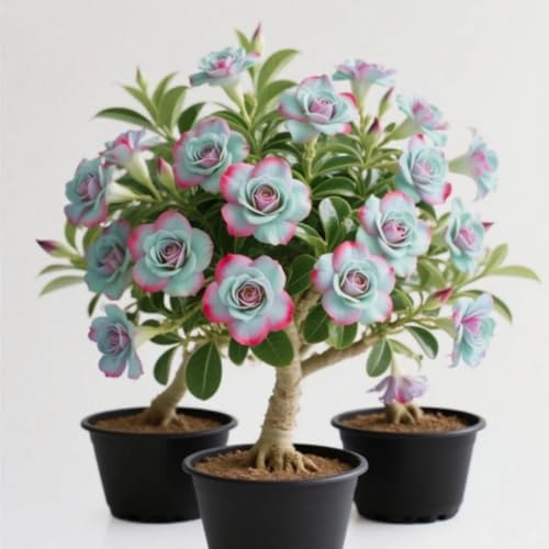 Wüstenrosen Rhizome/Trockenheitsresistent und kälteresistent/pflegeleicht/-3 Rhizome-C von CXXFGFT