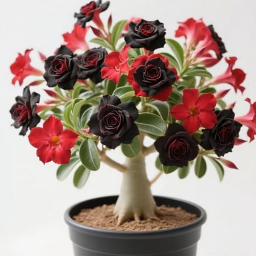 Wüstenrosen Rhizome/pflegeleicht/Trockenheitsresistent und kälteresistent/-4 Rhizome-E von CXXFGFT