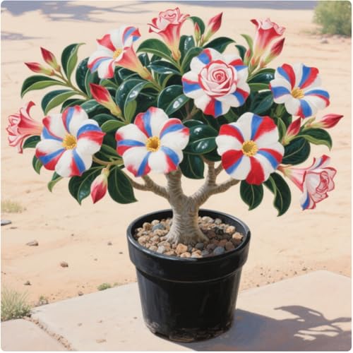 Wüstenrosen Rhizome/pflegeleicht/Trockenheitsresistent und kälteresistent////-【CXXFGFT】-2 Rhizome-A von CXXFGFT