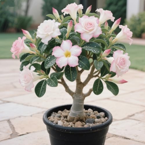 Wüstenrosen Rhizome/pflegeleicht/Trockenheitsresistent und kälteresistent////-【CXXFGFT】-2 Rhizome-C Wüstenrosen Rhizome/pflegeleicht/Trockenheitsresistent und kälteresistent////-【CXXFGFT】-2 Rhizome-C von CXXFGFT