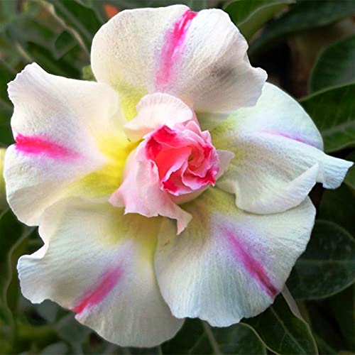 Wüstenrosen Rhizome/pflegeleicht/Trockenheitsresistent und kälteresistent/【CXXFGFT】-3 Rhizome-C Wüstenrosen Rhizome/pflegeleicht/Trockenheitsresistent und kälteresistent/【CXXFGFT】-3 Rhizome-C von CXXFGFT