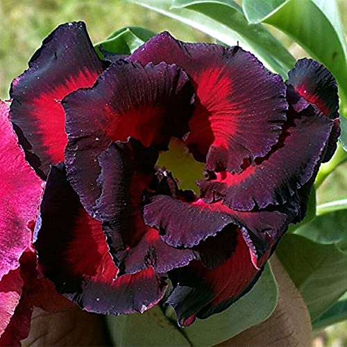 Wüstenrosen Rhizome/pflegeleicht/Trockenheitsresistent und kälteresistent/【CXXFGFT】-3 Rhizome-F von CXXFGFT