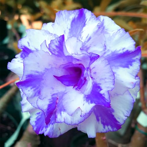 Wüstenrosen Rhizome/pflegeleicht/Trockenheitsresistent und kälteresistent/【CXXFGFT】-3 Rhizome-H von CXXFGFT