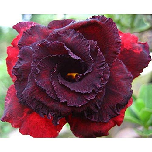 Wüstenrosenknollen/beste Wahl für den Gartenbau/robust/auffällig/【CXXFGFT】-1 zwiebeln-D Wüstenrosenknollen/beste Wahl für den Gartenbau/robust/auffällig/【CXXFGFT】-1 zwiebeln-D von CXXFGFT