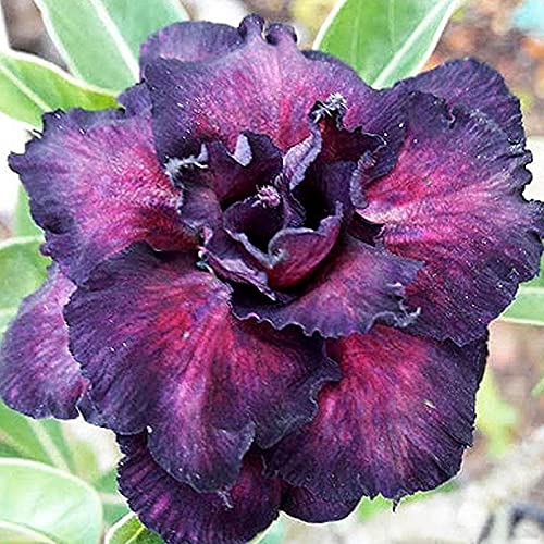 Wüstenrosenknollen/beste Wahl für den Gartenbau/robust/auffällig/【CXXFGFT】-4 zwiebeln-B Wüstenrosenknollen/beste Wahl für den Gartenbau/robust/auffällig/【CXXFGFT】-4 zwiebeln-B von CXXFGFT