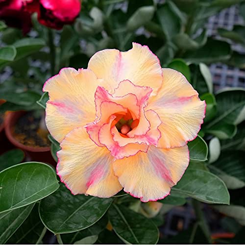 Wüstenrosenknollen/robust/auffällig/beste Wahl für den Gartenbau/【CXXFGFT】-4 zwiebeln-D Wüstenrosenknollen/robust/auffällig/beste Wahl für den Gartenbau/【CXXFGFT】-4 zwiebeln-D von CXXFGFT