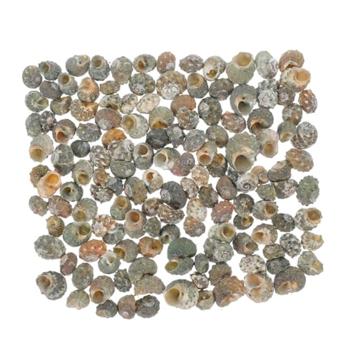 Cabilock 100 Stück DIY Deko aus Natur Conch für Aquarien und Terrarien Kleine Einsiedlerkrebs Ersatzschalen für Strand und Meeresthemen Dekorationen Cabilock 100 Stück DIY Deko aus Natur Conch für Aquarien und Terrarien Kleine Einsiedlerkrebs Ersatzschalen für Strand und Meeresthemen Dekorationen von Cabilock
