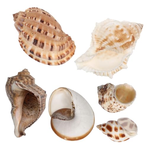 Cabilock 6 Stück Teiliges Natürliche Muschel-deko mit Seesternen Vielseitige Aquarium Conch Shell Dekorationen Realistische Habitatgestaltung für Tropische Aquarien und Bastelprojekte von Cabilock