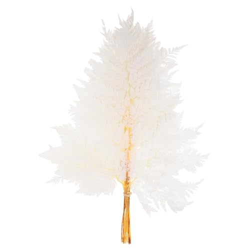 Cabilock Dekobündel Aus Getrocknetem Farn Für Vasen Pflanzendekor Für Layoutszenen Zimmerpflanzendekor Pflanzenschmuck Zierpflanzen Für Home Und Büro Cabilock Dekobündel Aus Getrocknetem Farn Für Vasen Pflanzendekor Für Layoutszenen Zimmerpflanzendekor Pflanzenschmuck Zierpflanzen Für Home Und Büro von Cabilock