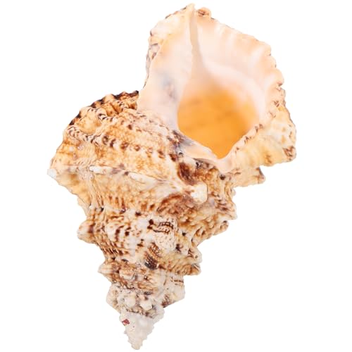 Cabilock Muschelschale bauschale wohnzimmerdeko tischdeko esstisch Meeresdeko Meereslandschaft Dekoration Muscheln für Aquarium exquisites Muschelhandwerk dekorative Muschel Hülse Cabilock Muschelschale bauschale wohnzimmerdeko tischdeko esstisch Meeresdeko Meereslandschaft Dekoration Muscheln für Aquarium exquisites Muschelhandwerk dekorative Muschel Hülse von Cabilock