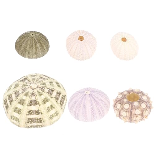 Luftpflanzen Halter Seeigel Muscheln Deko: 6PCS Hängeampel Blumentopf Luft Pflanzen pflanztöpfe Natürliches MuschelnTillandsia Halter Blumen Pflanzen Display Dekoration von Cabilock
