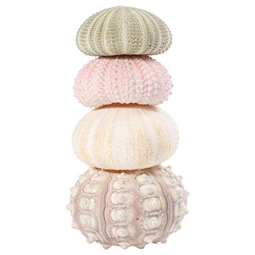 Cabilock Seeigel Gehäuse 4Pcs Mini Seeigel Shell Air Plant Halter Seeigel Shell Hängen Topf Anlage Halter für Handwerk Anlage Strand Hochzeit Dekoration Seeigel Gehäuse Groß von Cabilock