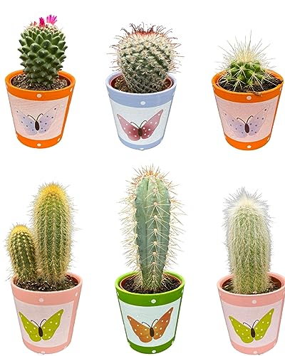 Cactus Mix, 7.5CMØ, 8-15CM Hoch, Butterfly Töpfe (6 Stück) von Cactus24