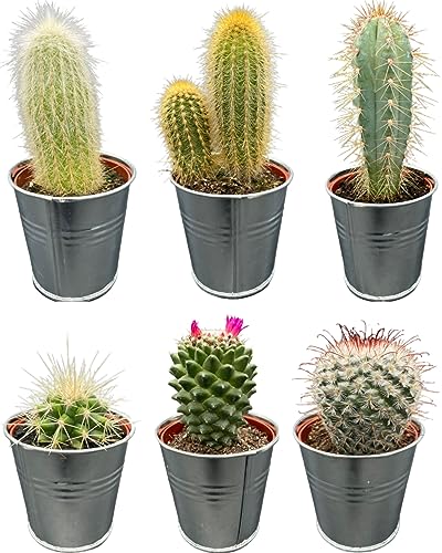 Cactus Mix, 7.5CMØ, 8-15CM Hoch, Sinktöpfe (6 Stück) von Cactus24