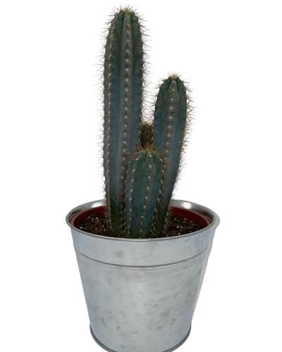 Cactus - Opuntia Feigenkaktus - Zinkvase 18 cm - Höhe 30-40 cm von Cactus24