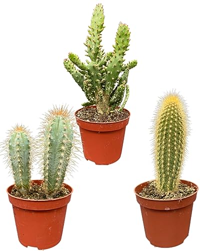 Kaktus Pfosten Mix, 8.5CMØ, 15-20CM Hoch (3 Stück) von Cactus24