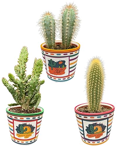 Kaktus Pfosten Mix, 9,5 CMØ, 15-20CM Hoch, Mexiko Töpfe (3 Stück) von Cactus24