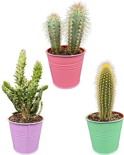 Kaktus Pfosten Mix, 9,5 CMØ, 15-20CM Hoch, Farbige Sinktöpfe (3 Stück) von Cactus24