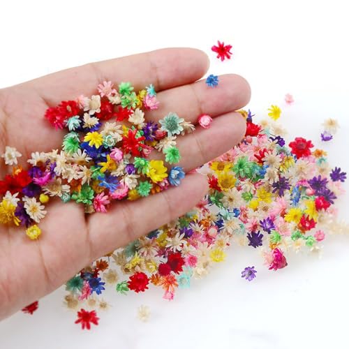 Caelura 50 Trockenblumen zum Basteln,Trockenblumen Klein,Getrocknete Blumen, Mini-Naturblumen für DIY Nagel, Epoxid, Kerze, Scrapbooking(Bunt) von Caelura