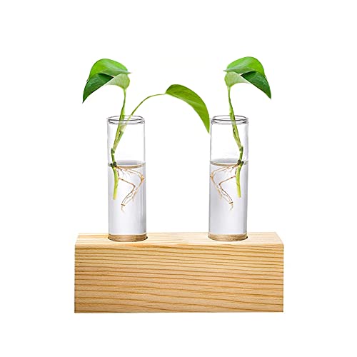 Hydroponische Glasvase,Reagenzglas Blumenvase, Glass Planter Vase, Glass Test Tubes for Flowers, for Plants, Plant Propagation, Hydroponics, Home Büro Decoration, mit Wooden Stand (2-Loch) von CaiYuanGJ