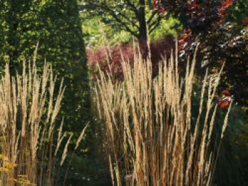 Sandrohr 'Karl Foerster', Calamagrostis x acutiflora 'Karl Foerster', Containerware von Calamagrostis x acutiflora 'Karl Foerster'