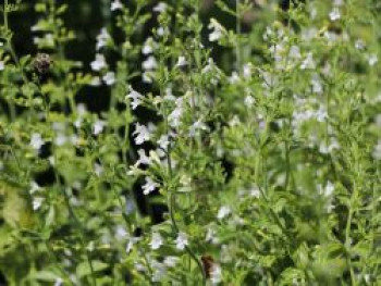 Kleinblütige Bergminze 'Weißer Riese', Calamintha nepeta 'Weißer Riese', Topfware von Calamintha nepeta 'Weißer Riese'